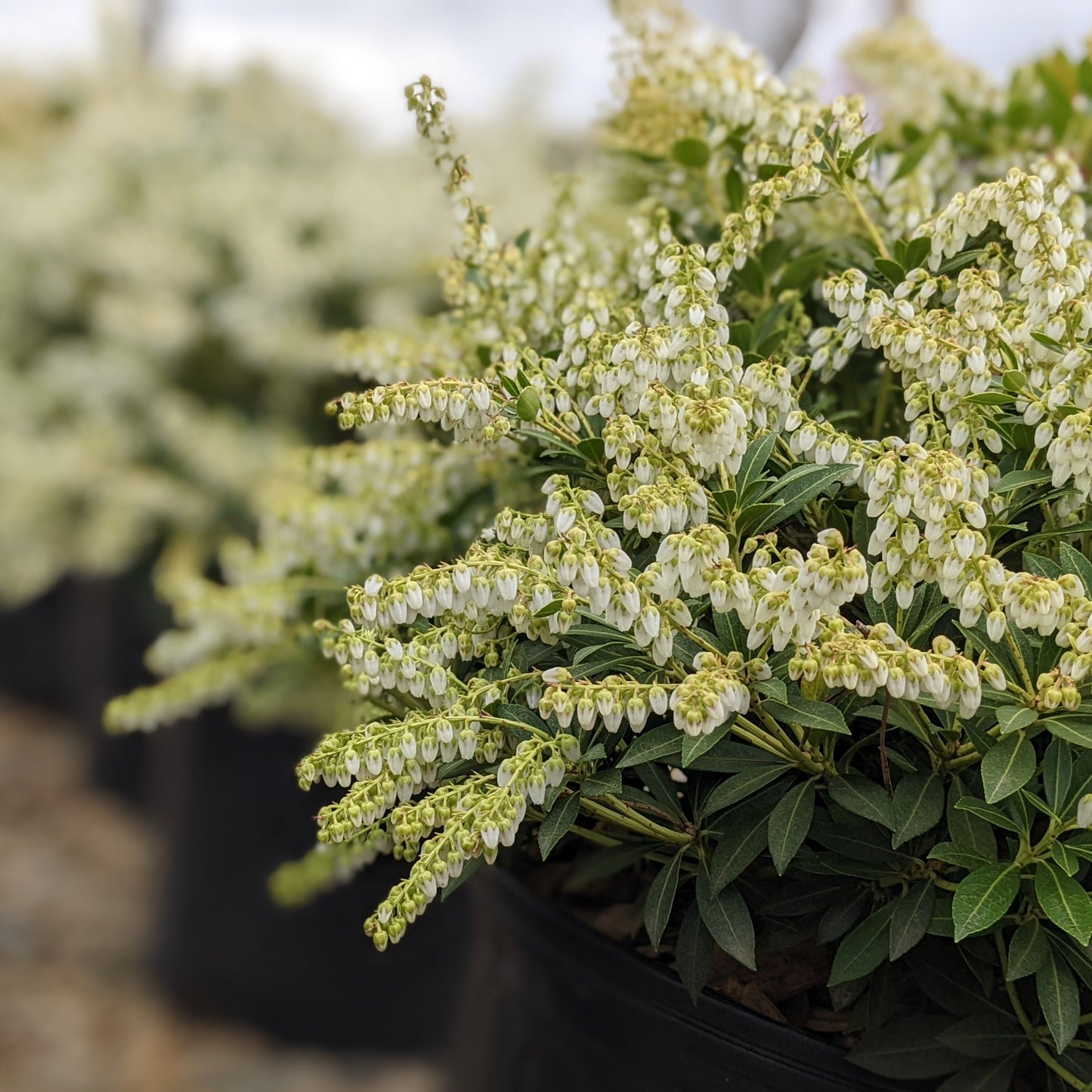 Cavatine Pieris