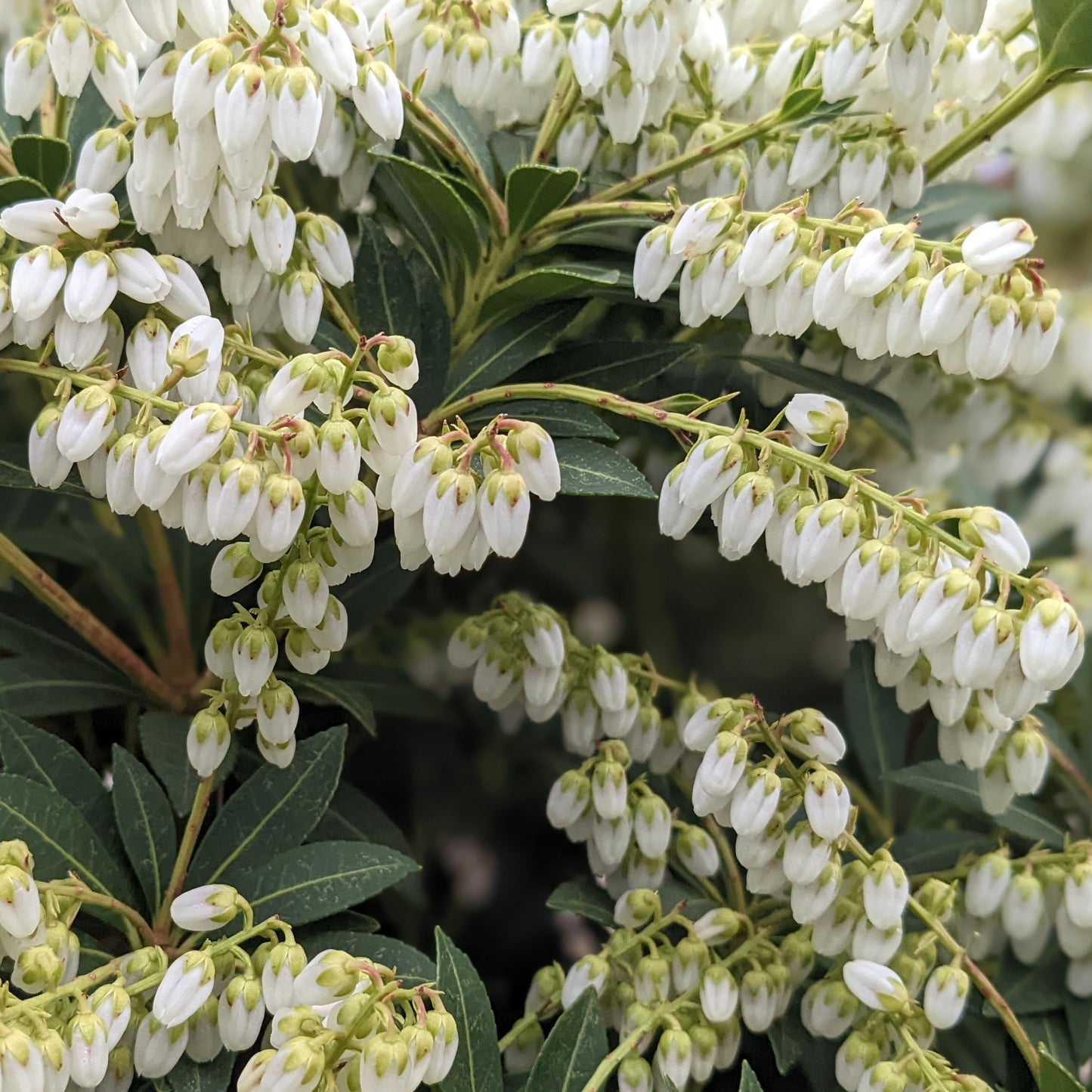 Cavatine Pieris