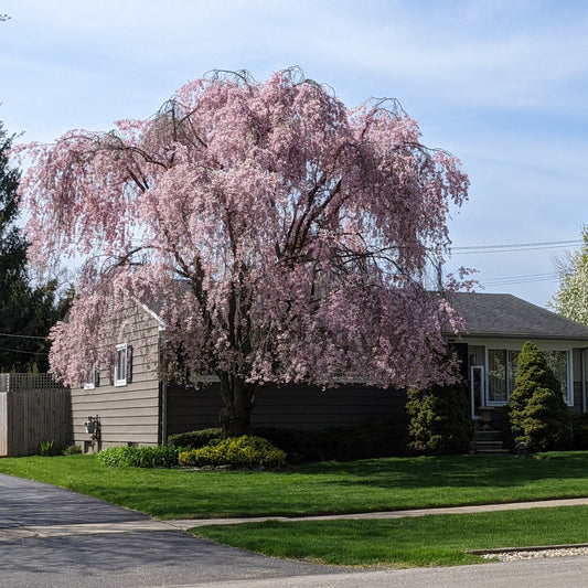 Pink Weeping Cherry