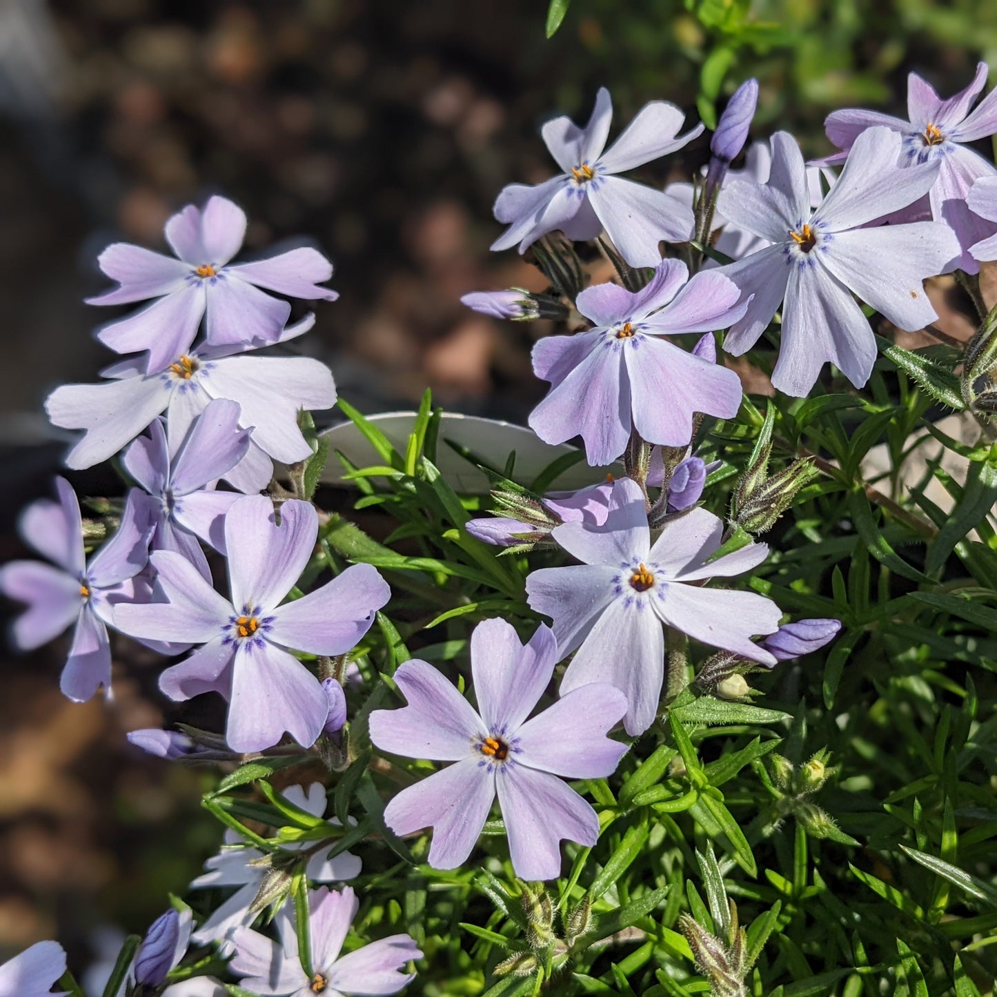 Blue Emerald Creeping Phlox