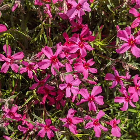 Drummond Pink Creeping Phlox