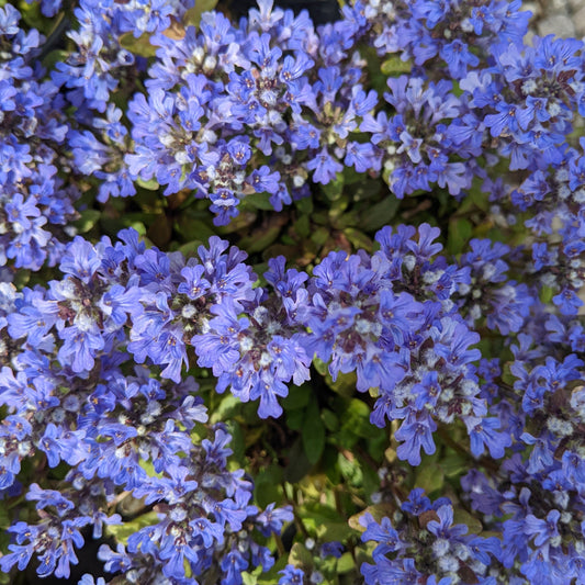 Chocolate Chip Ajuga