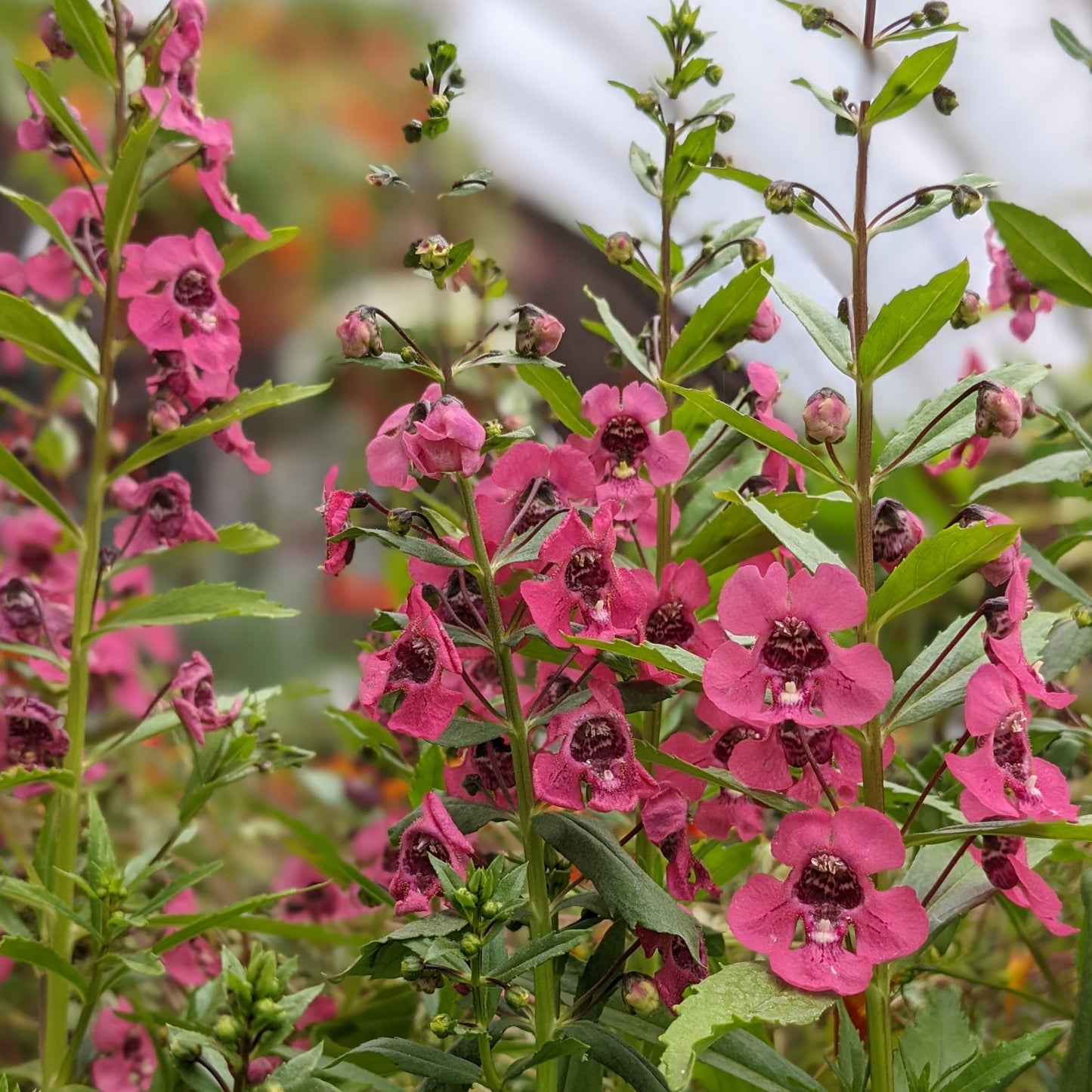 4.5" Annuals Square