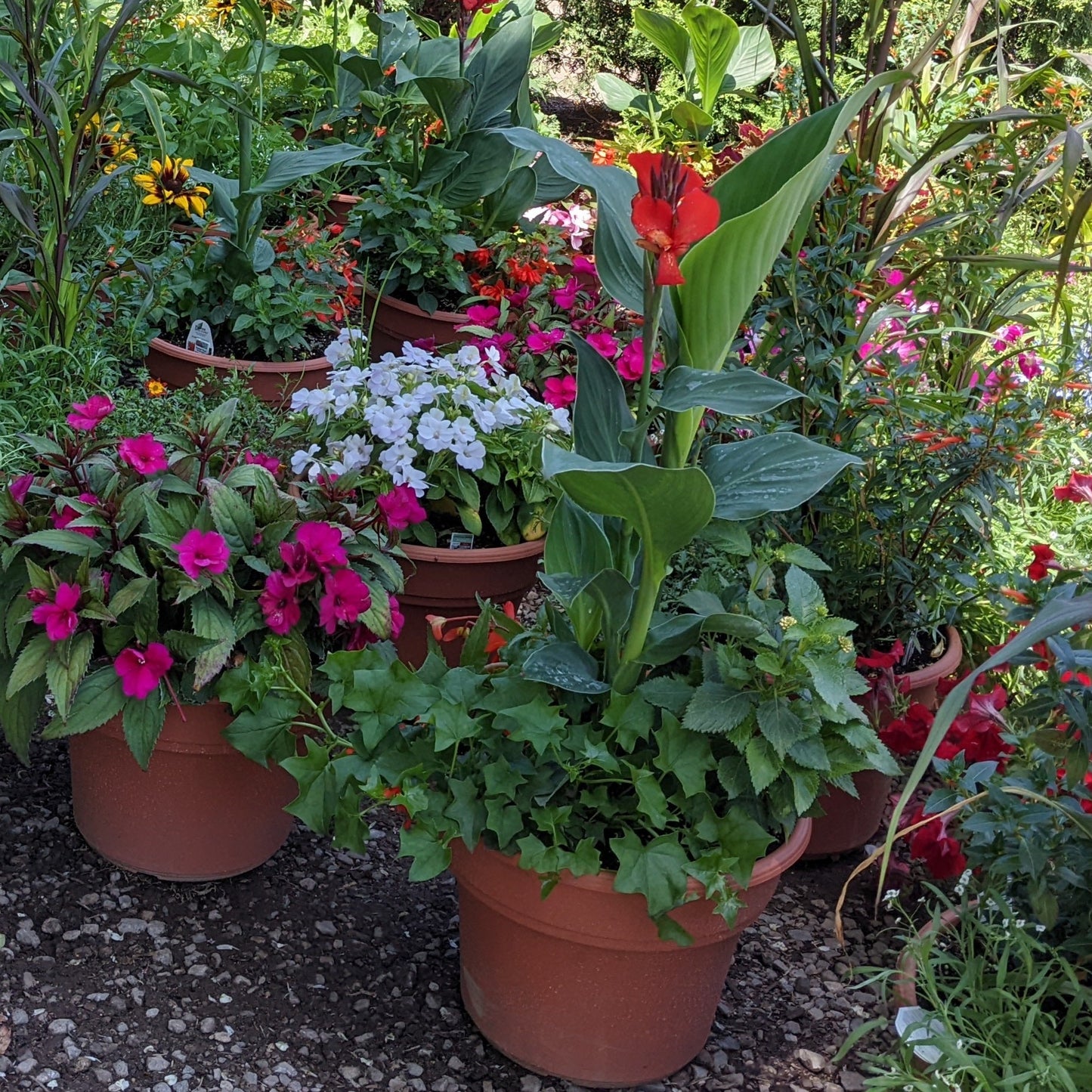 Cannas