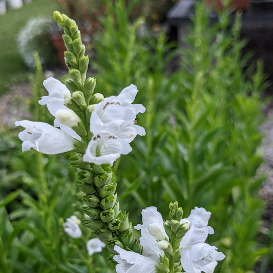 Obedient Plant
