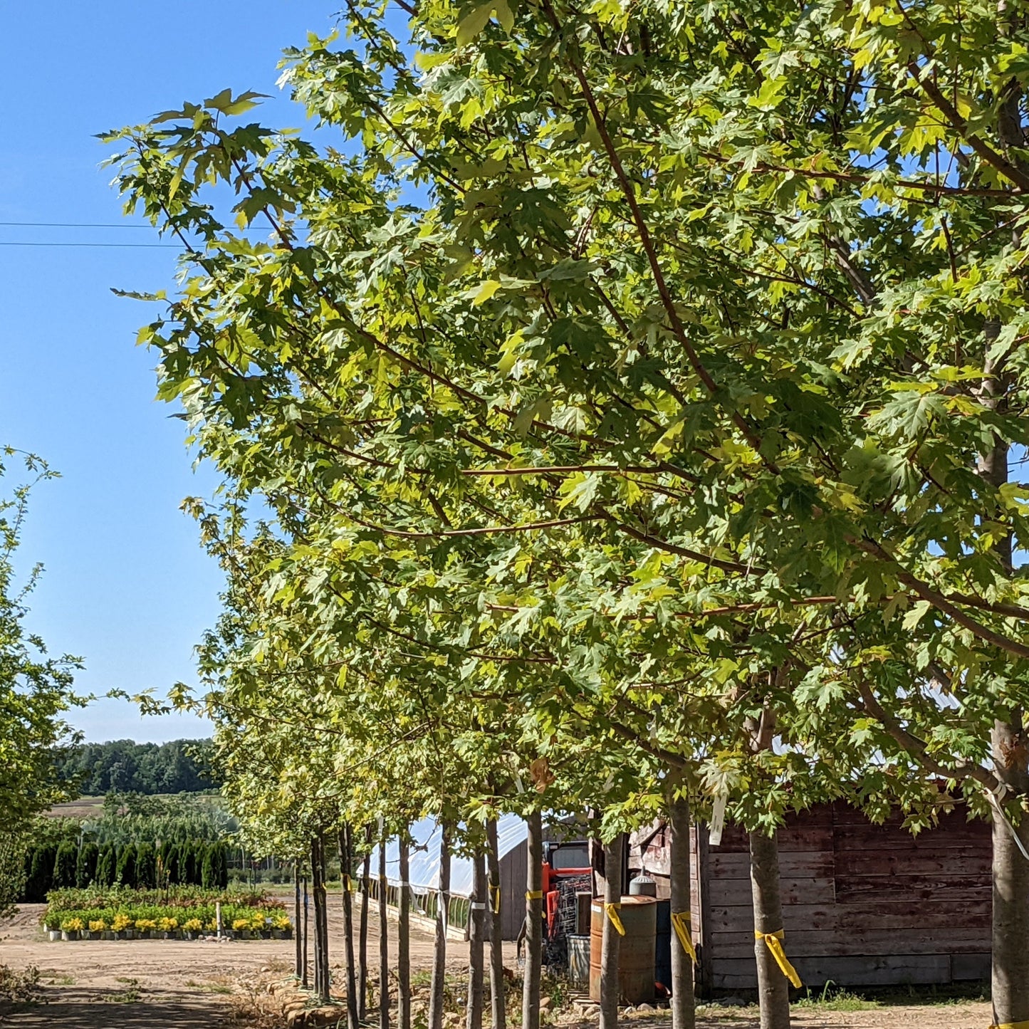 Autumn Blaze Maple