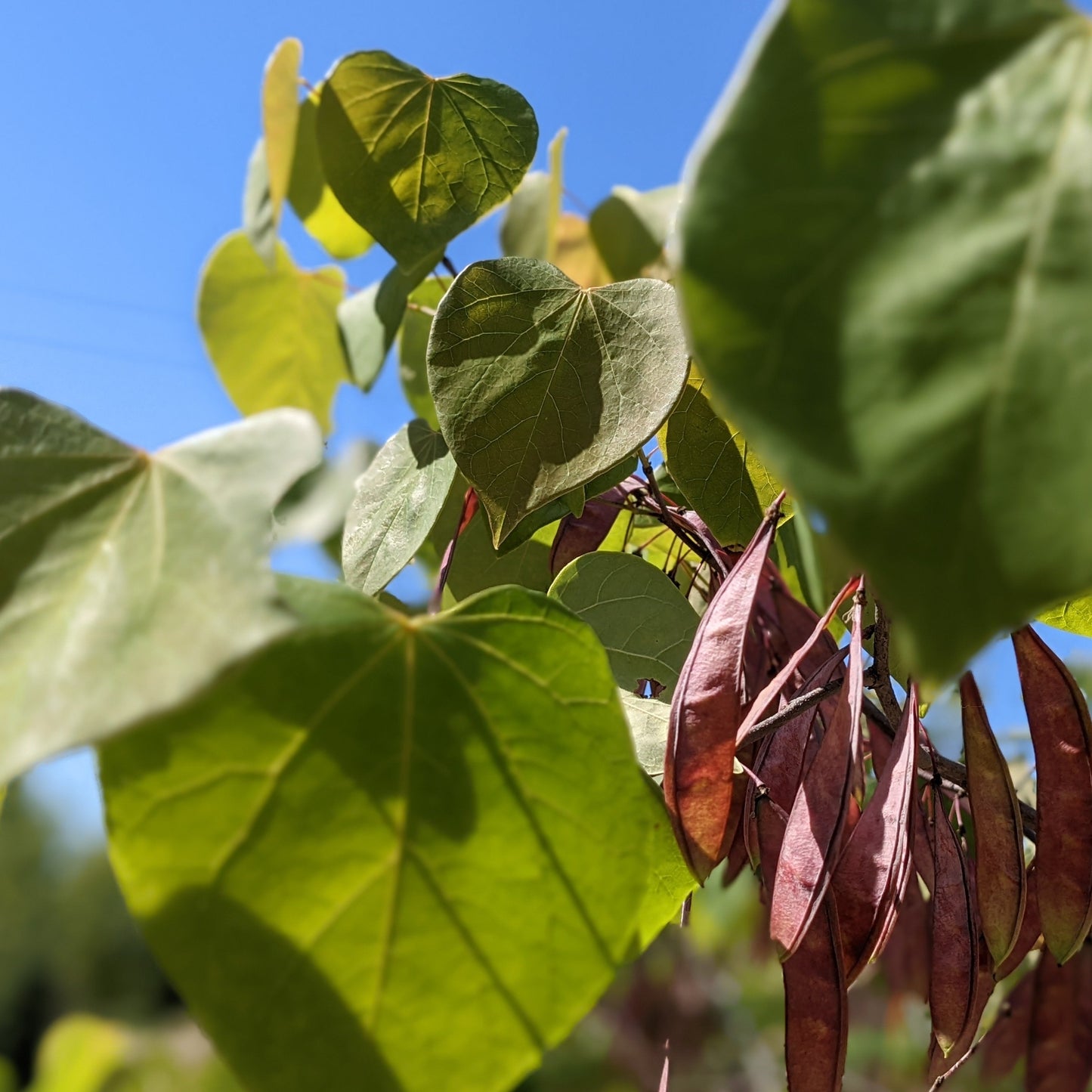 Eastern Redbud