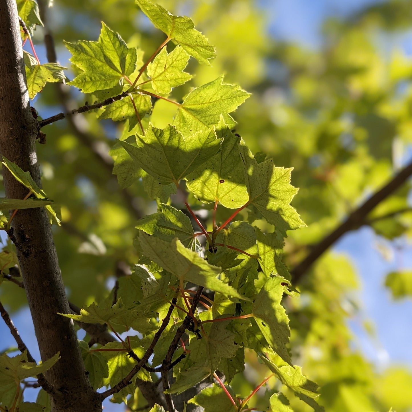 Brandywine Red Maple