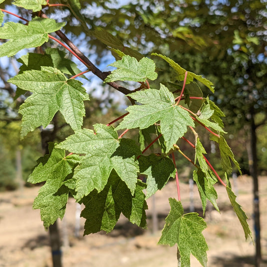 Redpointe Maple