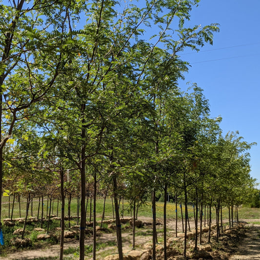 Skyline Honeylocust