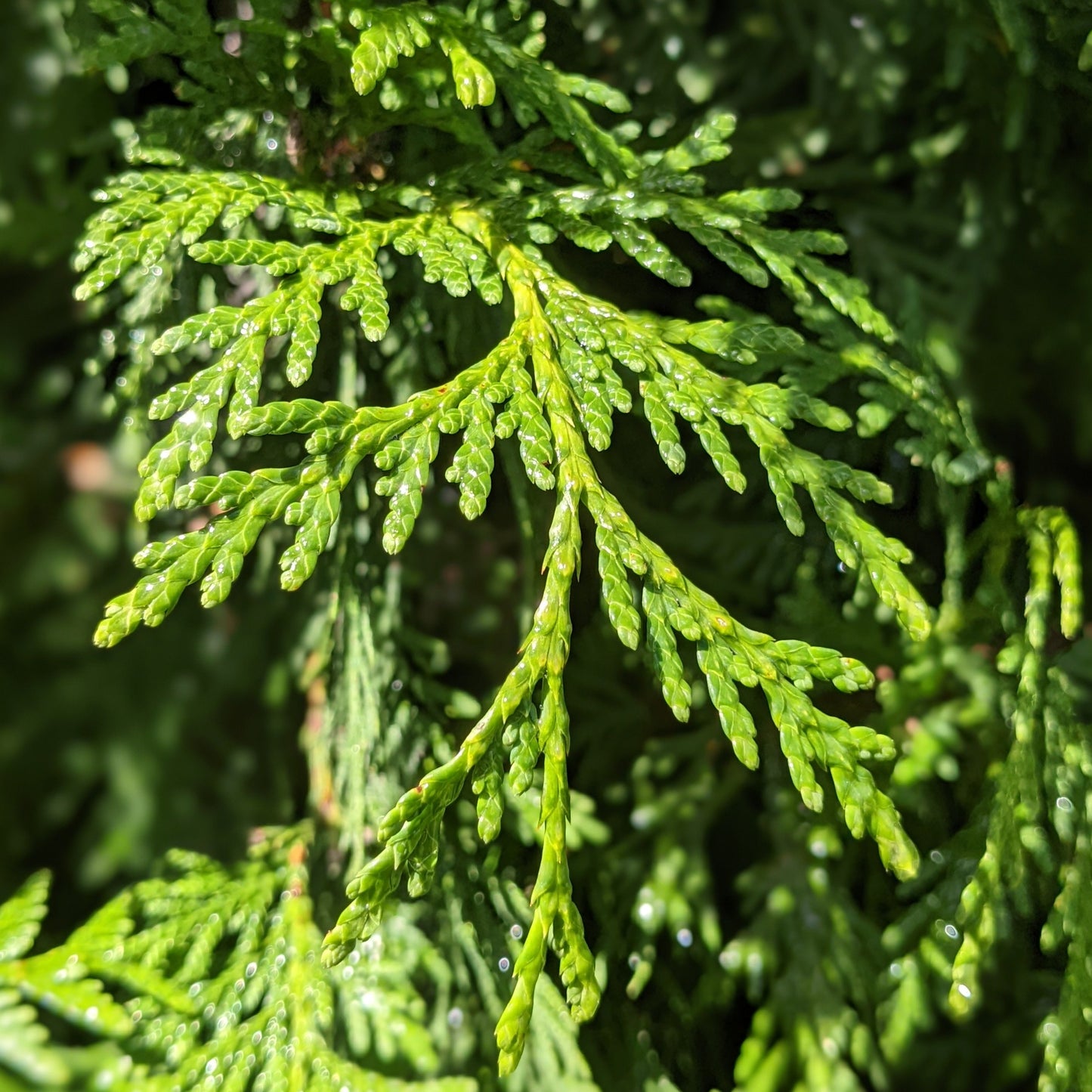 Emerald Arborvitae