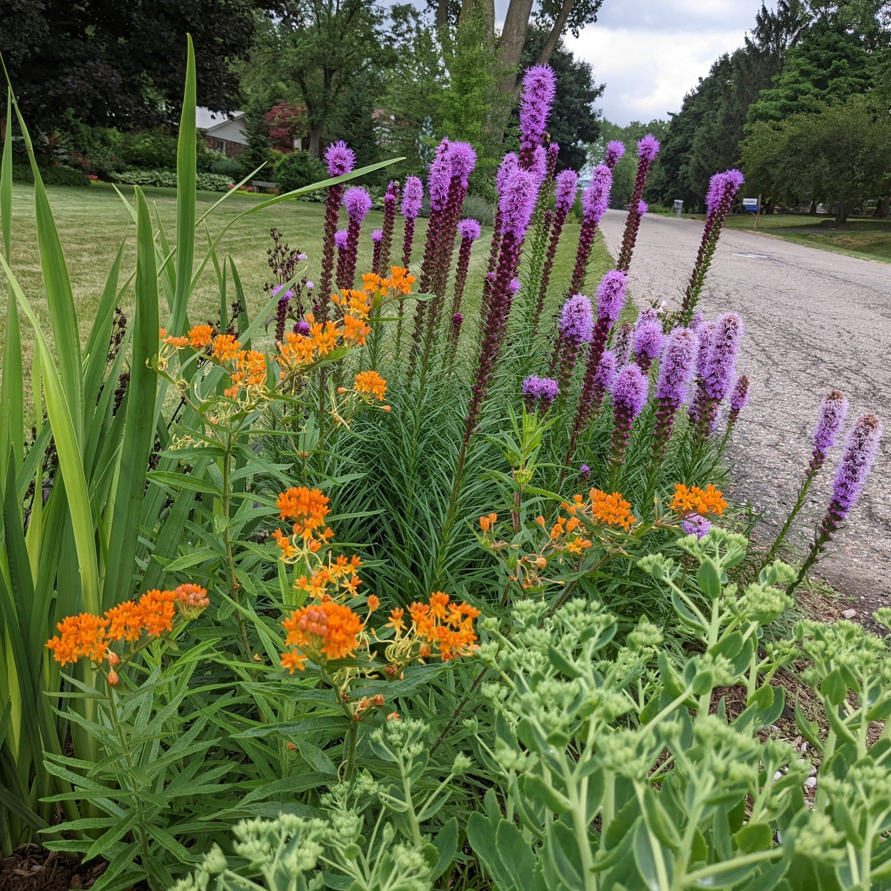 Kobold Gayfeather – Auburn Oaks Garden Center