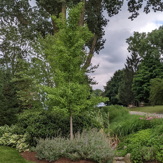 Ginkgo Tree