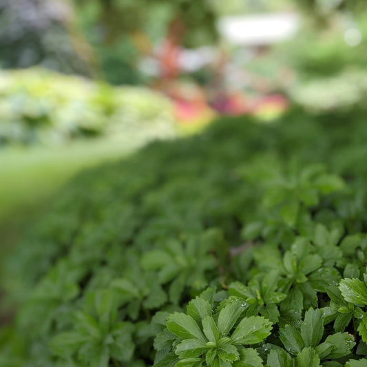 Pachysandra Japanese Spurge