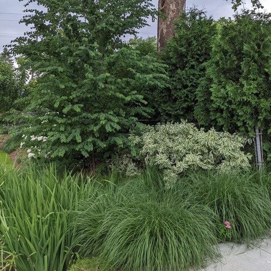 Ivory Halo Variegated Red-Stem Dogwood