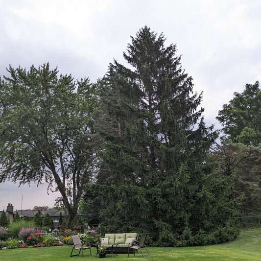 Norway Spruce