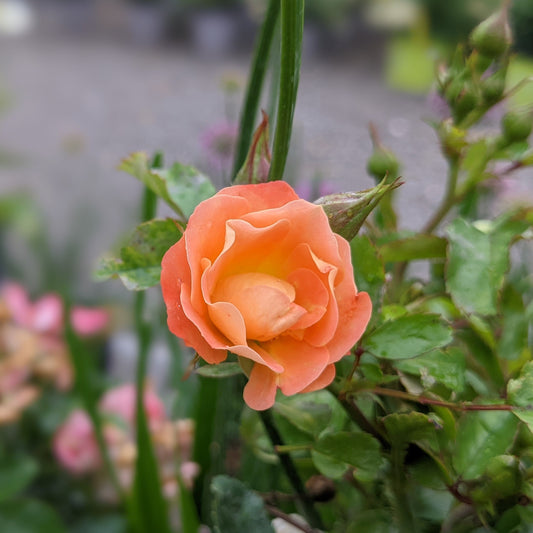 Peach Drift Groundcover Rose