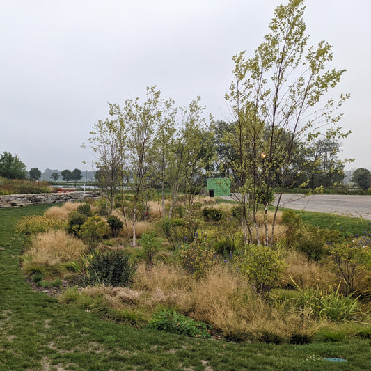 Heritage River Birch
