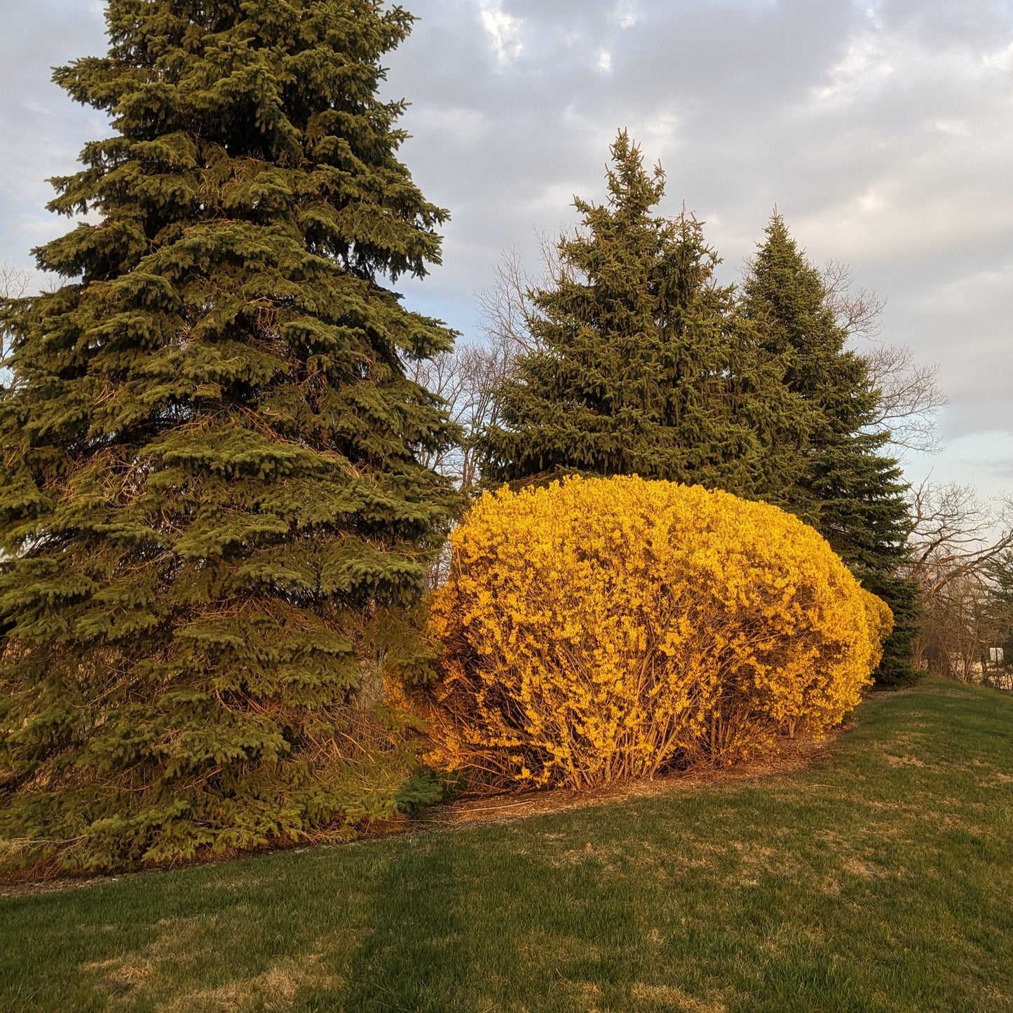 Show Off Forsythia