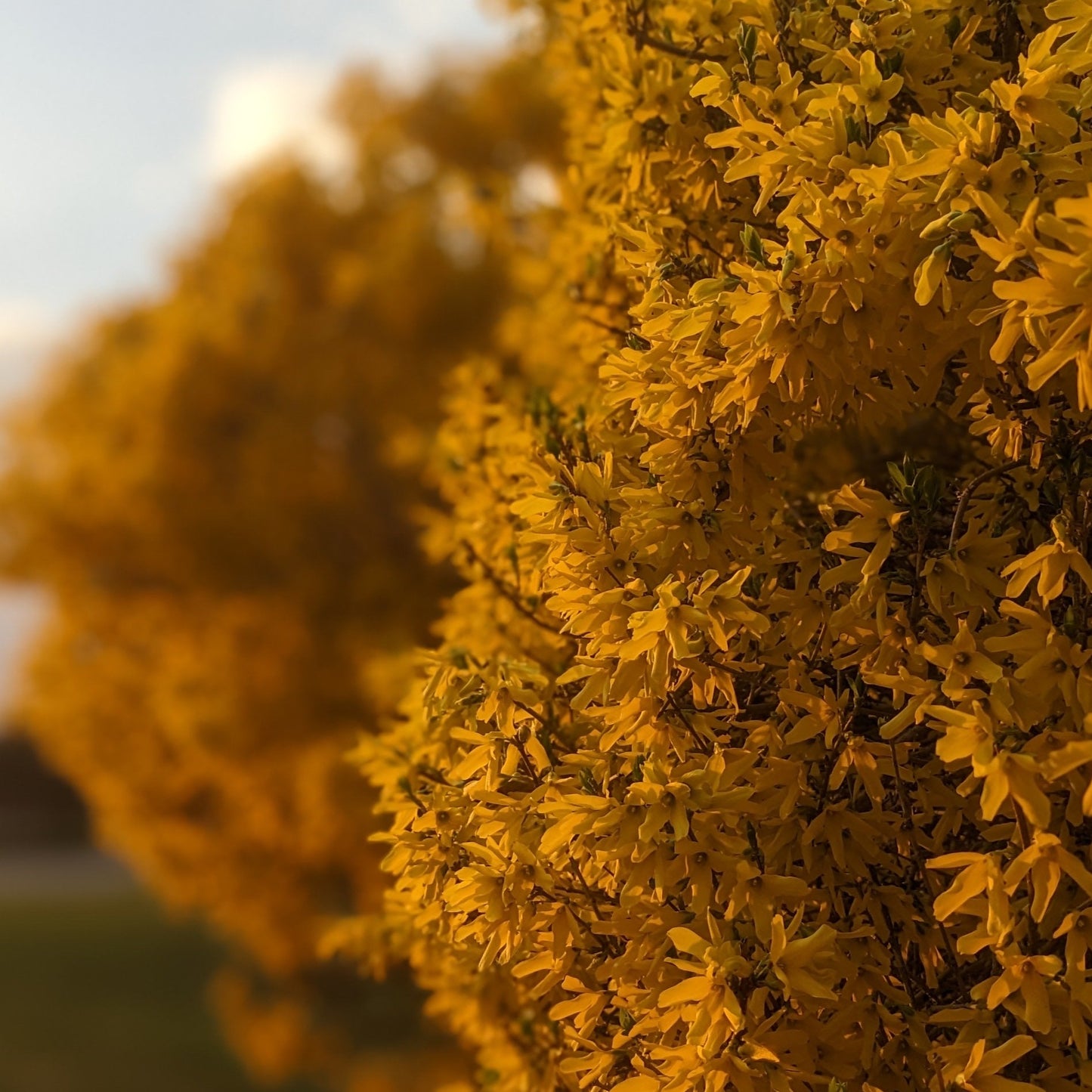 Show Off Forsythia