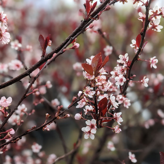 Cistena Purple Plum Bush