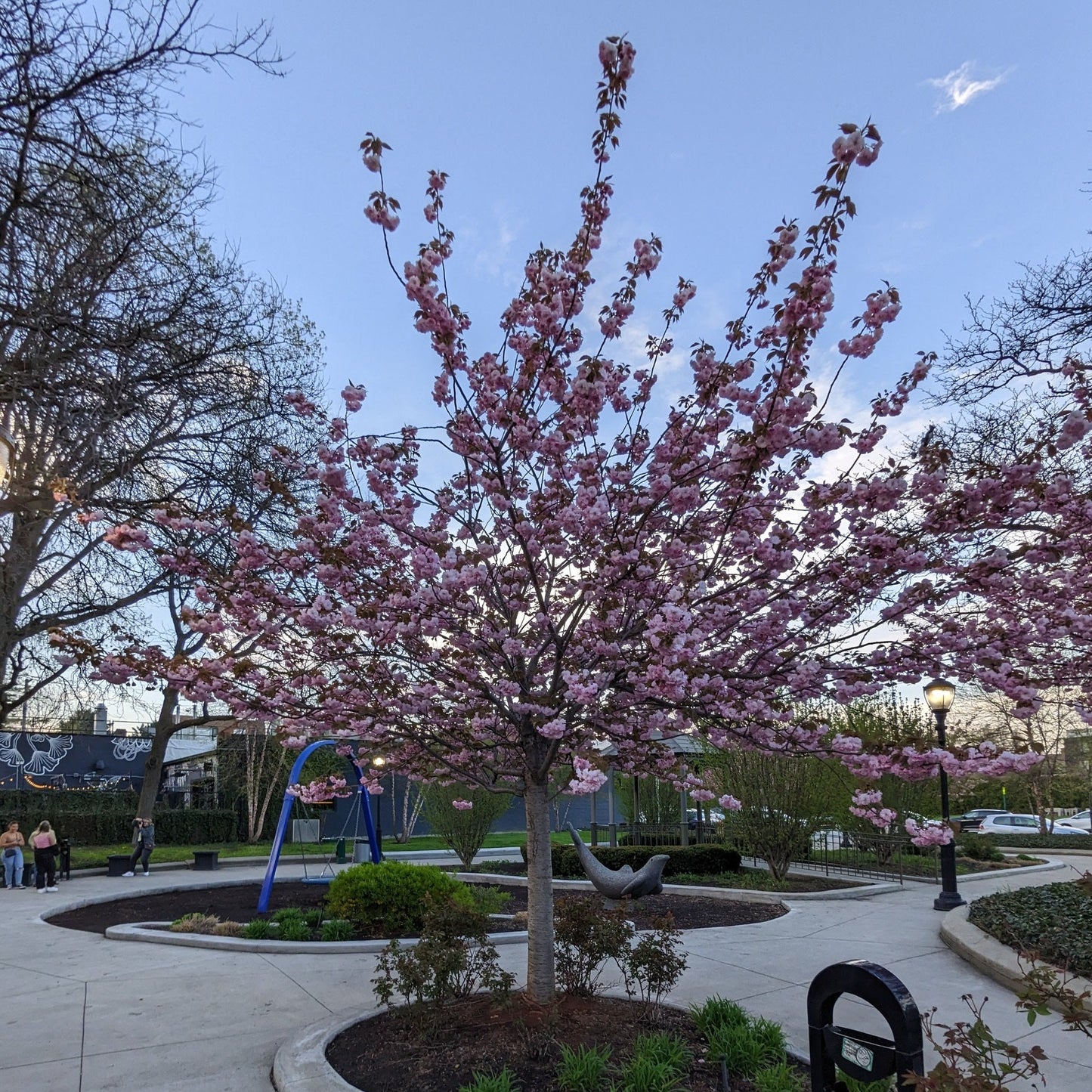 Kwanzan Flowering Cherry
