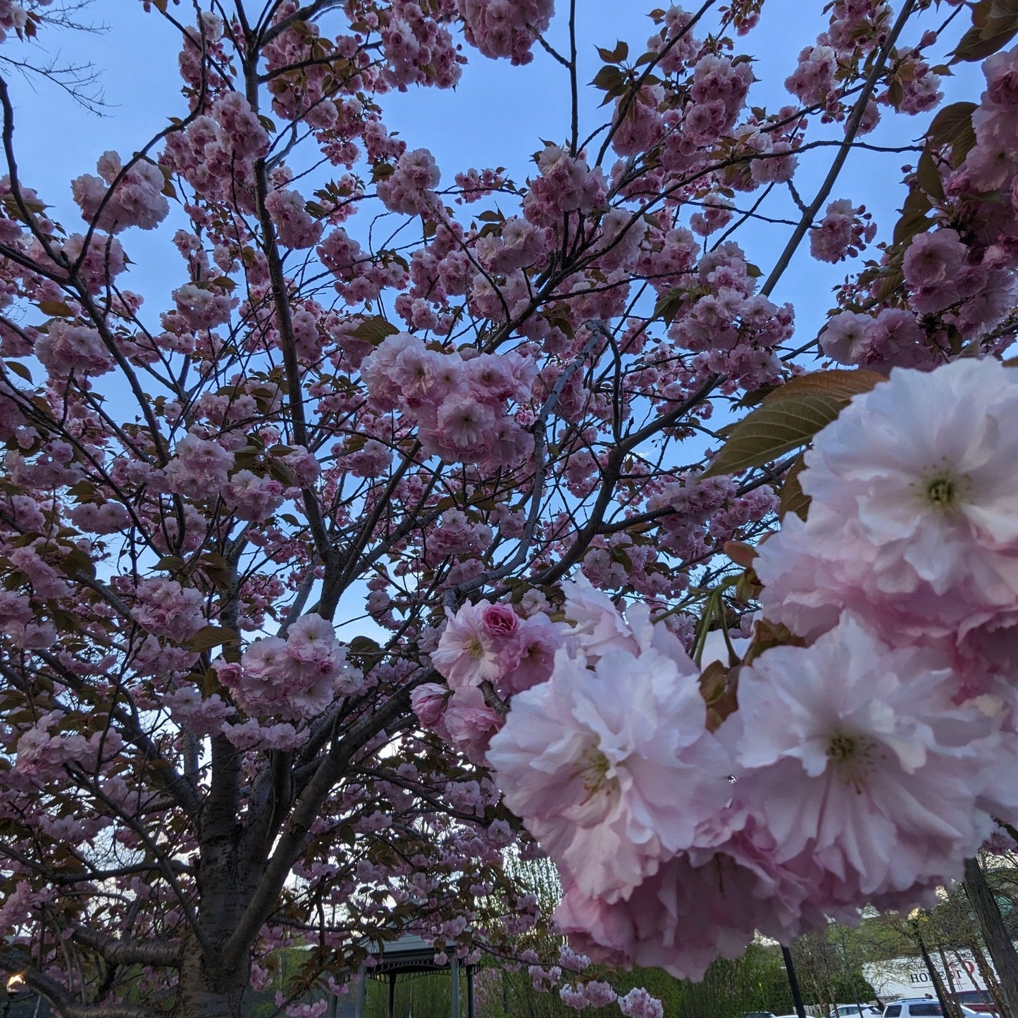 Kwanzan Flowering Cherry