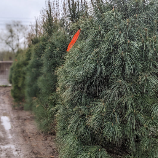 Eastern White Pine