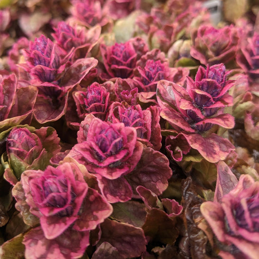 Burgundy Glow Ajuga