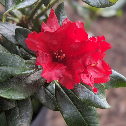 Baden Baden Rhododendron
