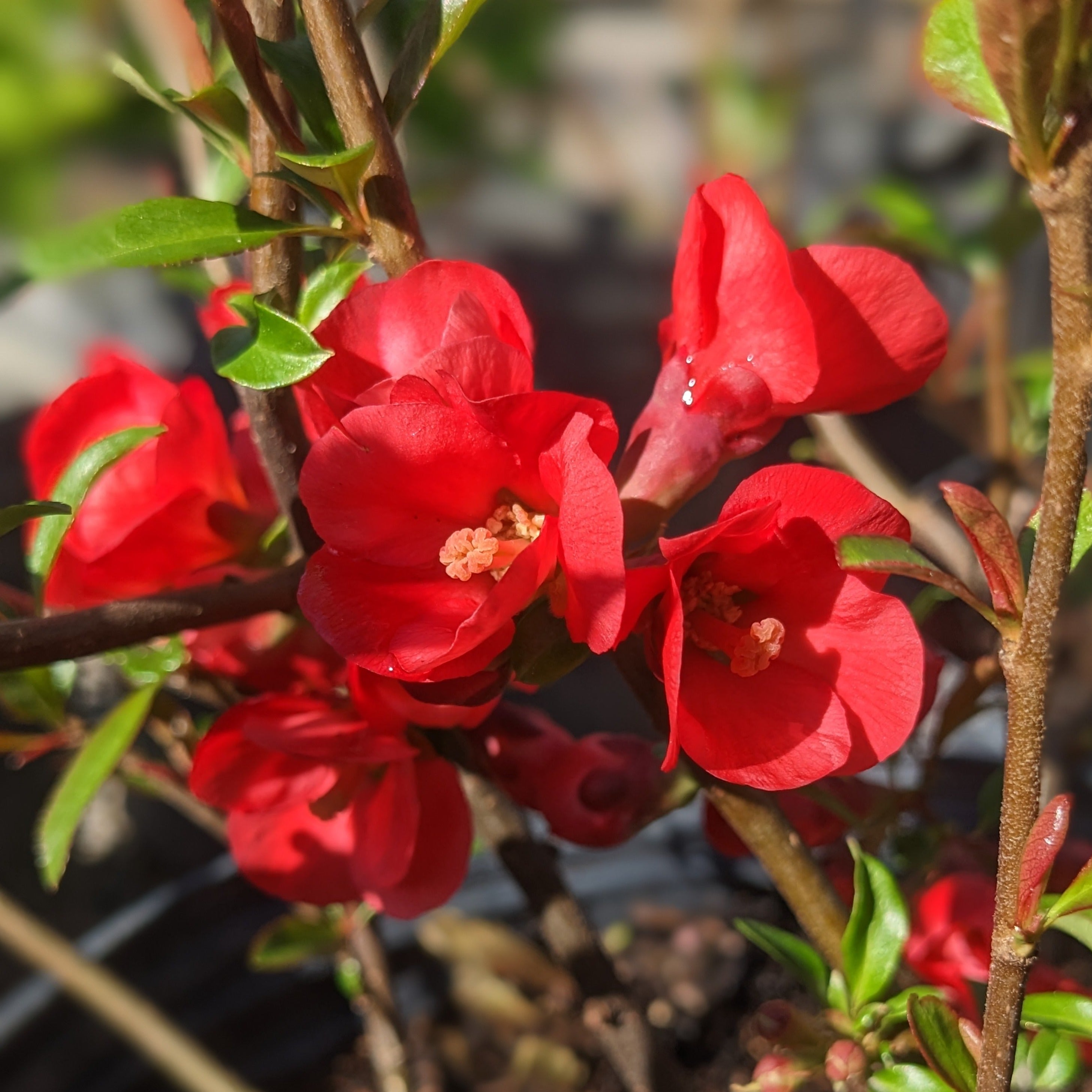 Scarff's discount Red Flowering Red Quince 1 Gallon pot