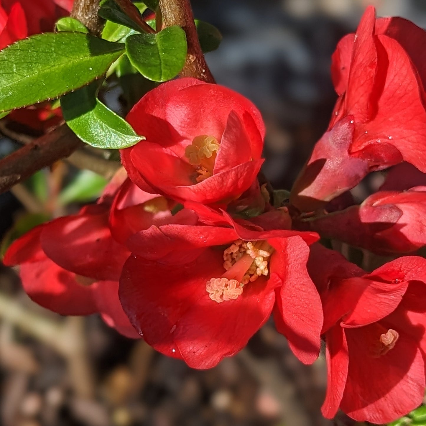 Scarff's Red Flowering Quince