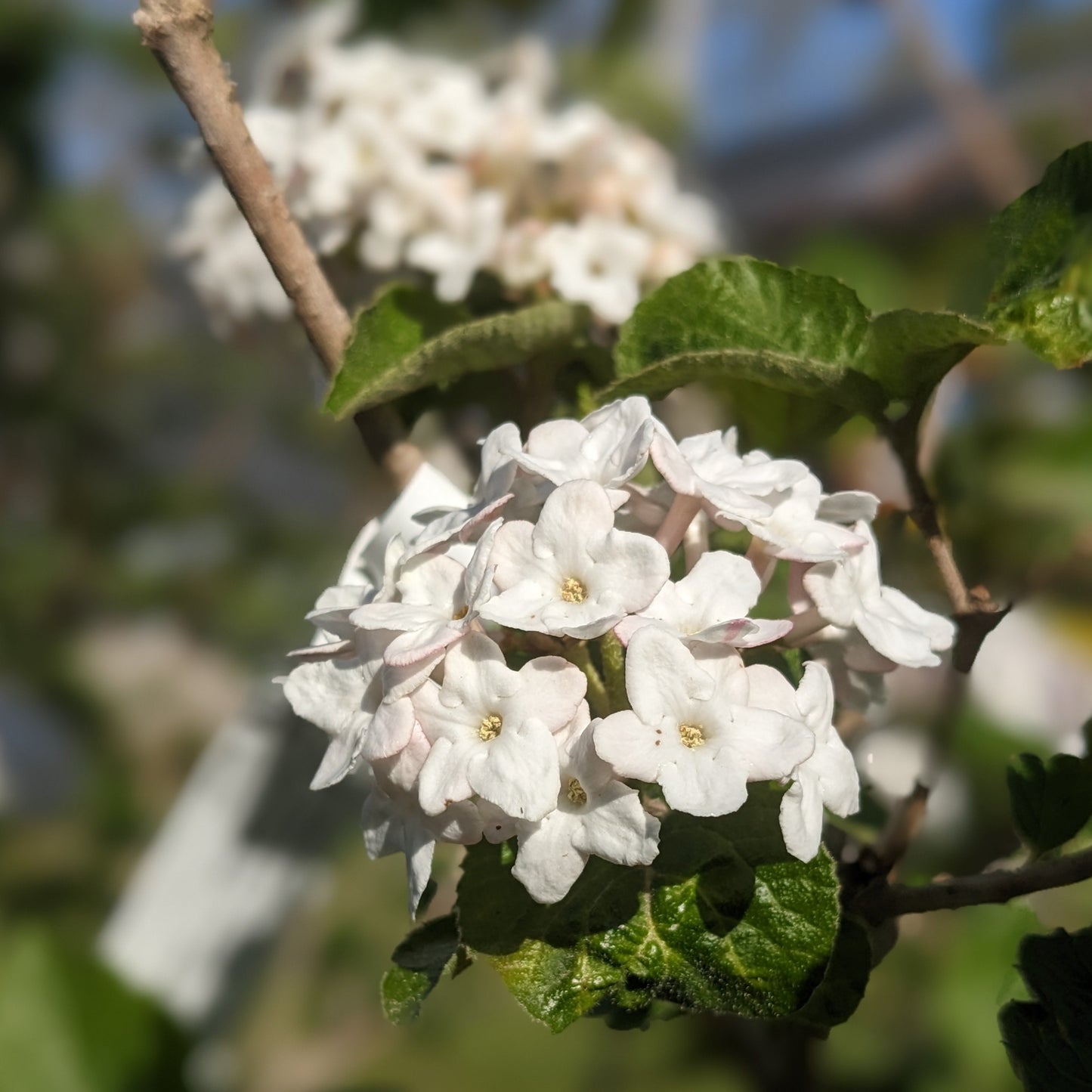 Compact Koreanspice Viburnum