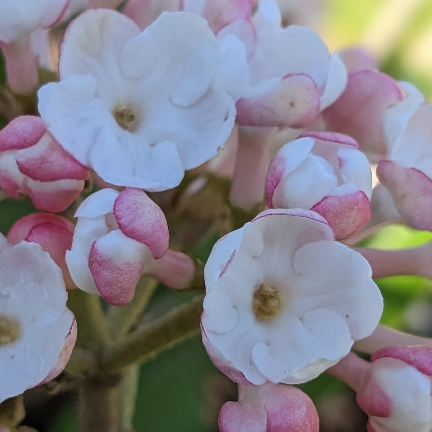 Compact Koreanspice Viburnum