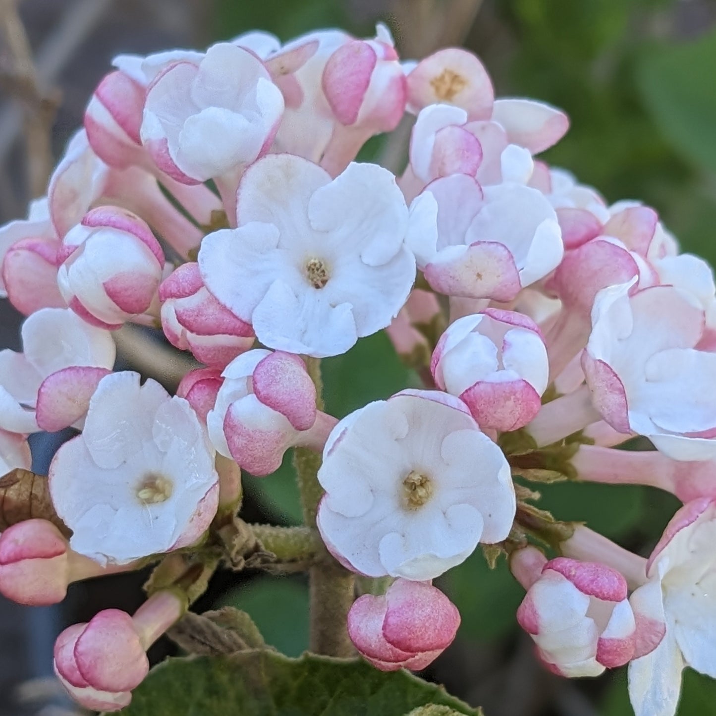 Compact Koreanspice Viburnum