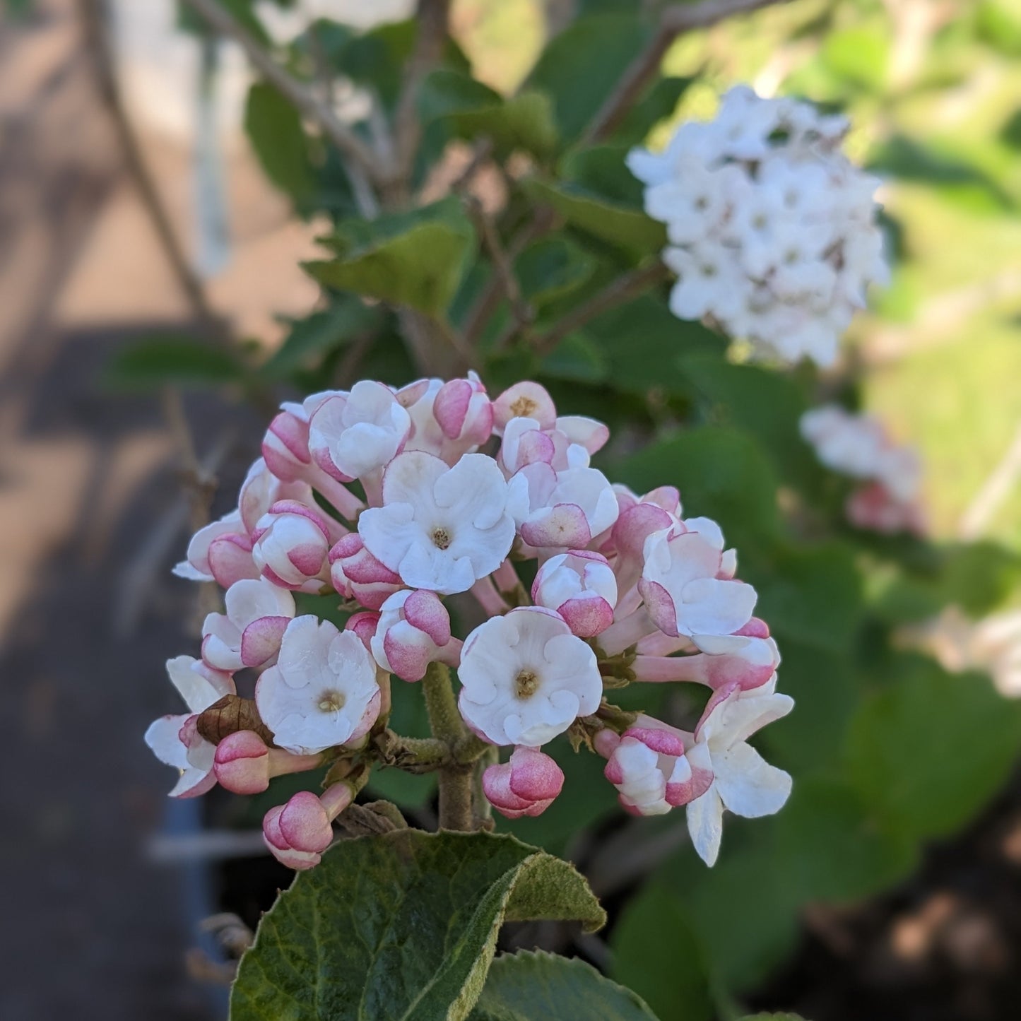 Compact Koreanspice Viburnum