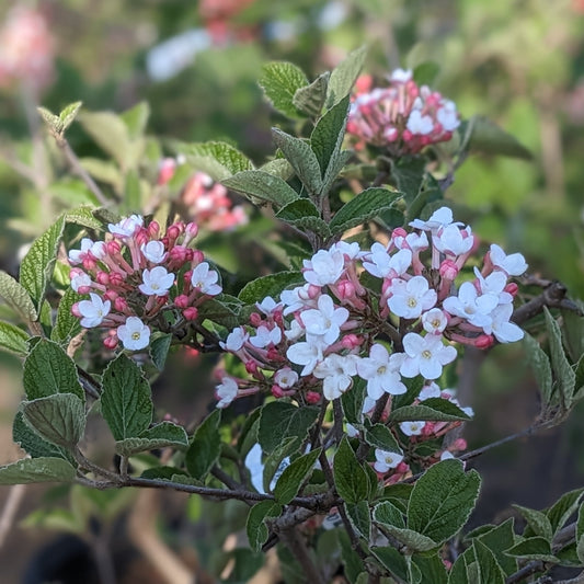 Judd Viburnum