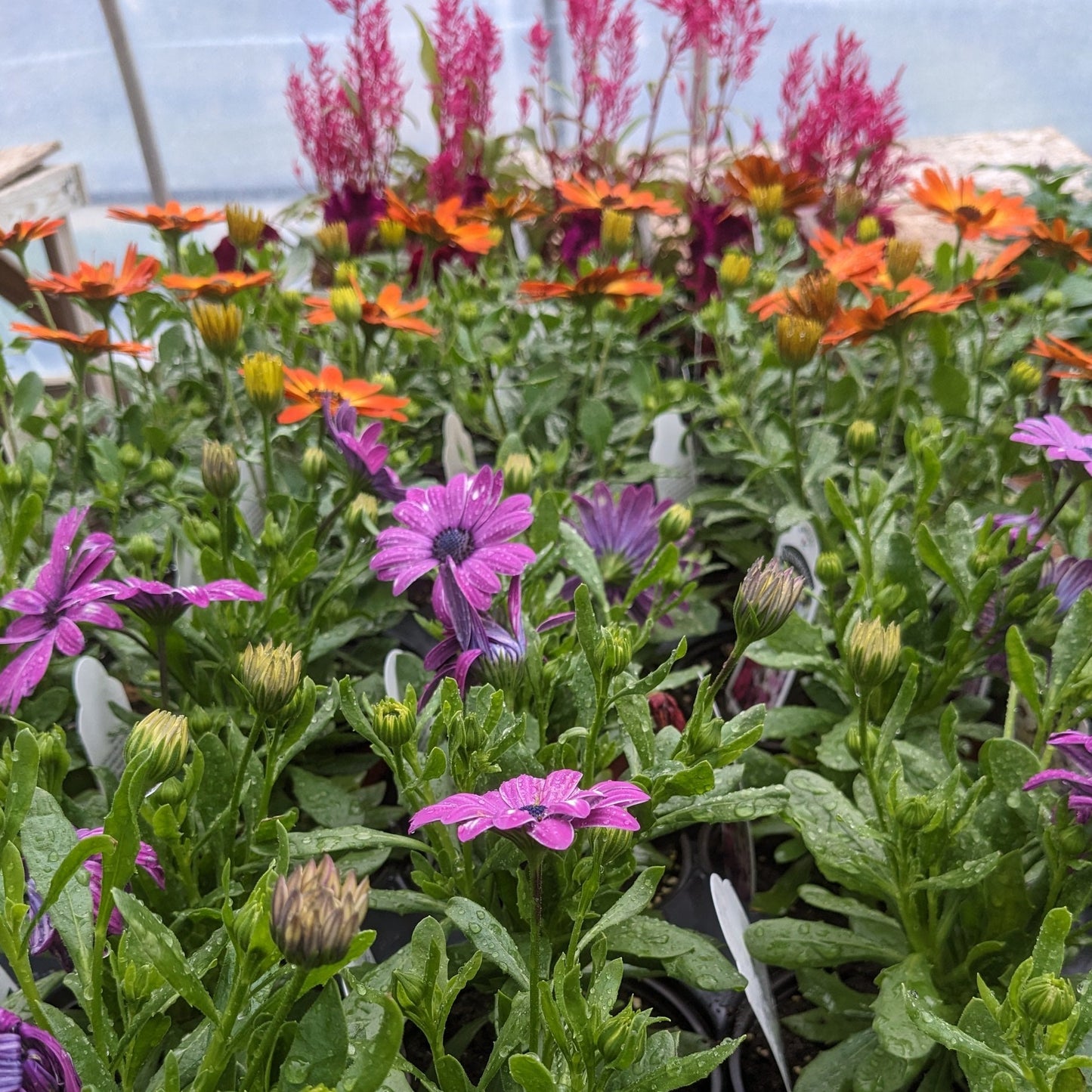 4.5" Annuals Round