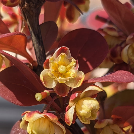 Orange Rocket Barberry