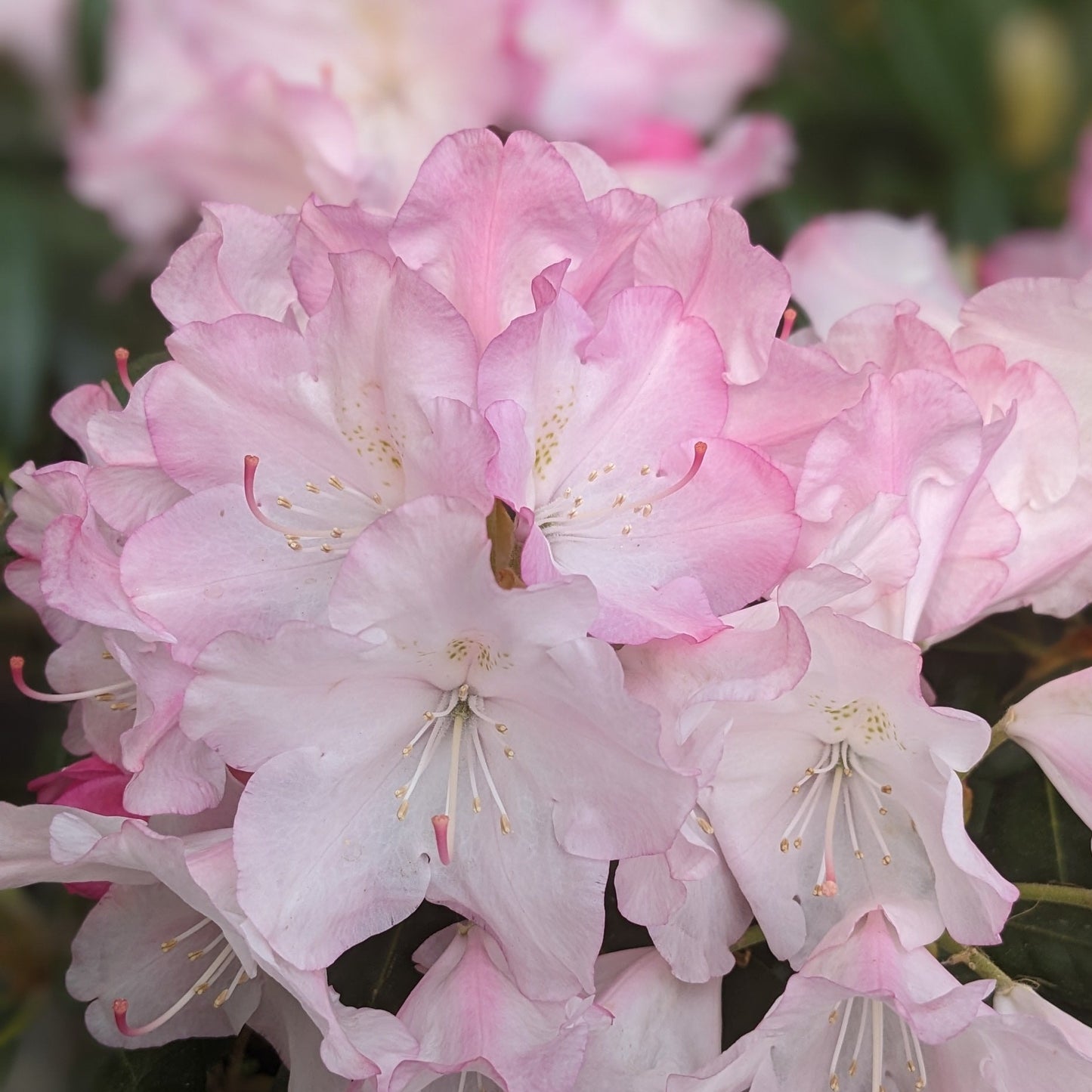 Dorothy Swift Rhododendron