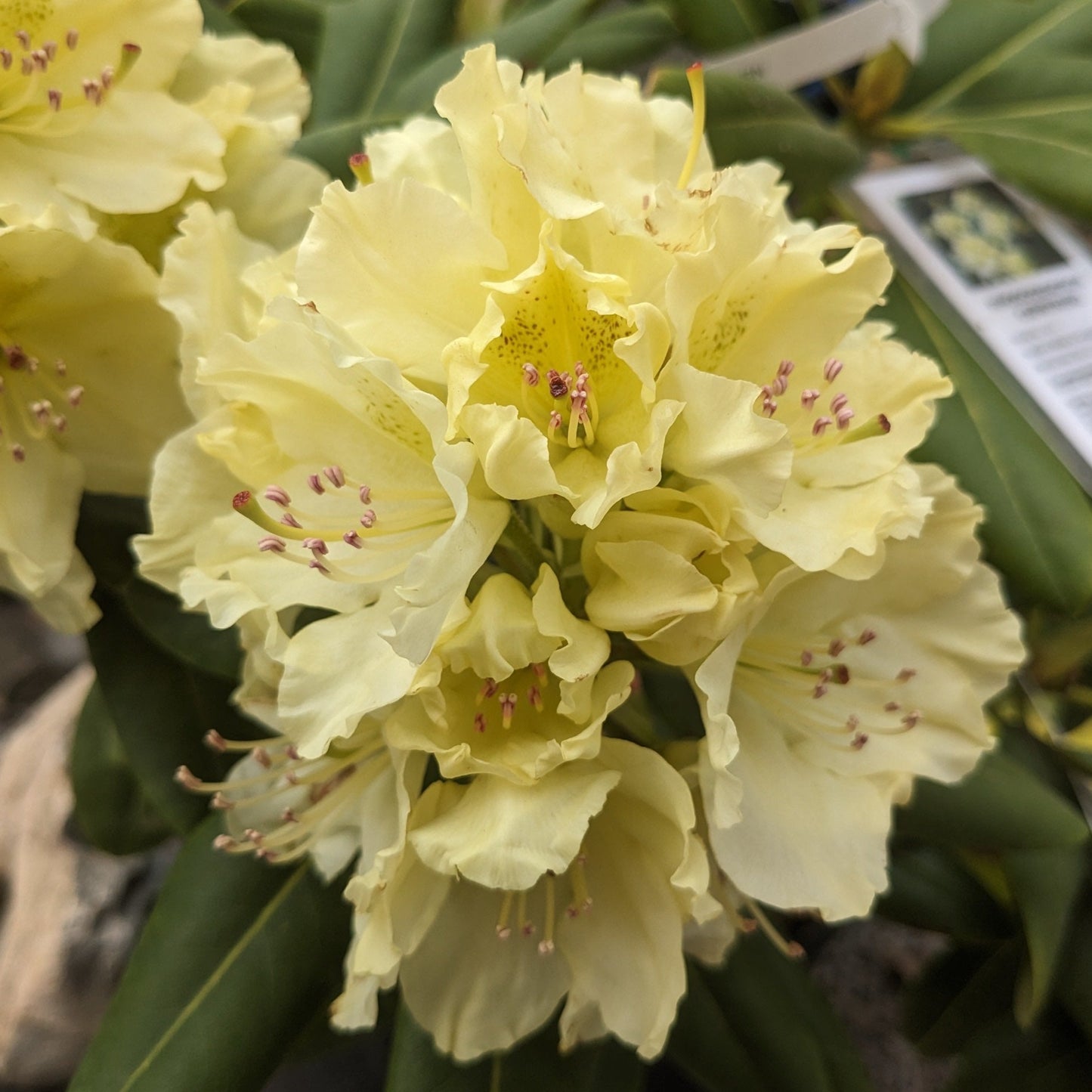 Capistrano Rhododendron