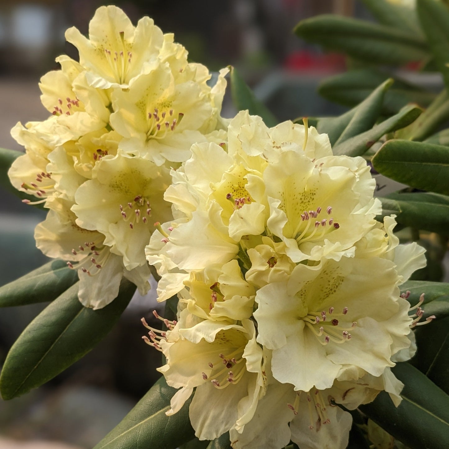 Capistrano Rhododendron