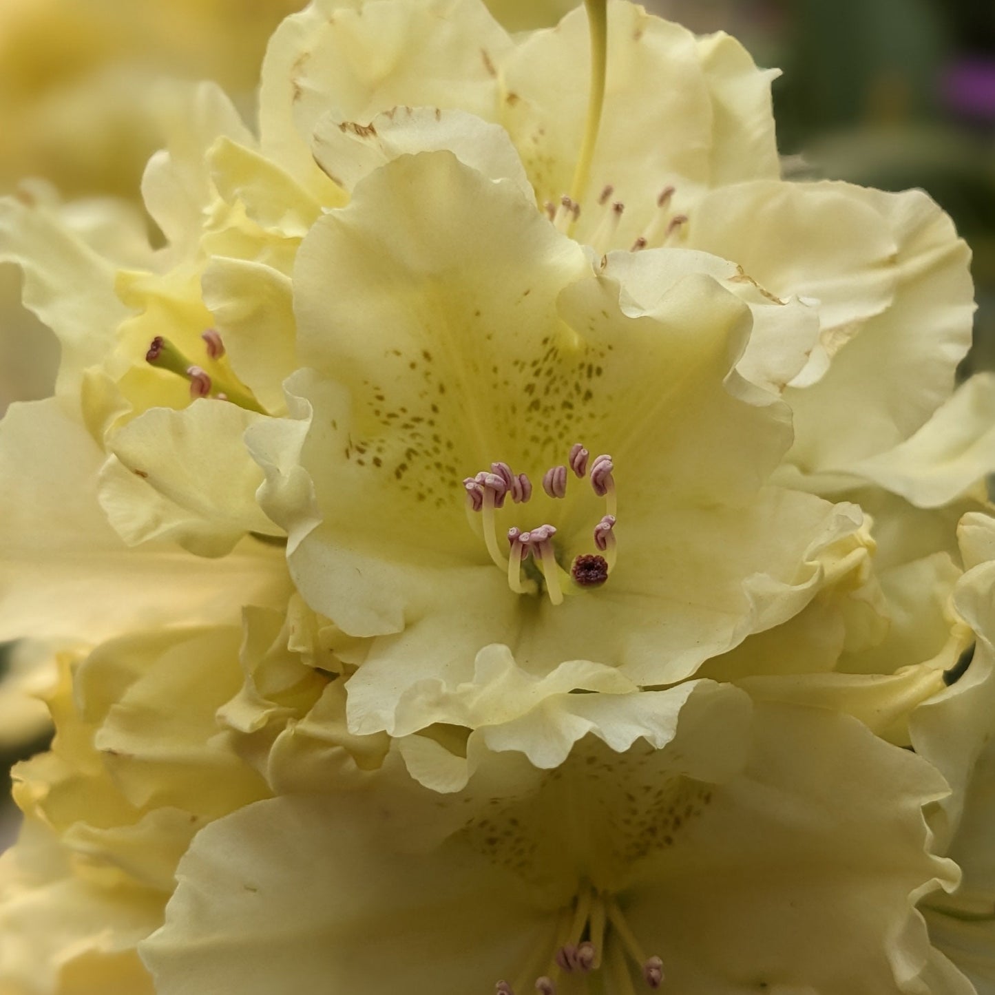 Capistrano Rhododendron