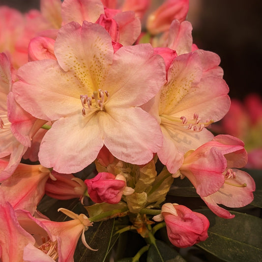 Percy Wiseman Rhododendron
