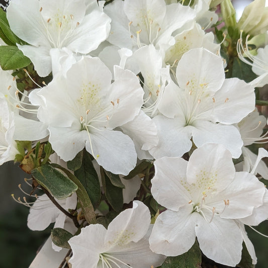 Delaware Valley White Azalea