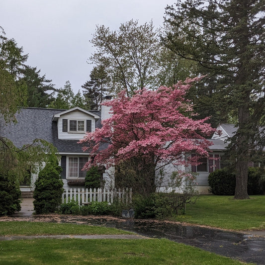 Pink Flowering Dogwood