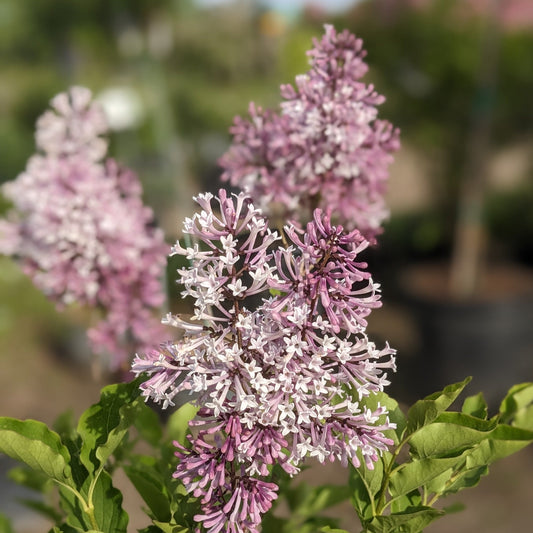 Miss Kim Lilac