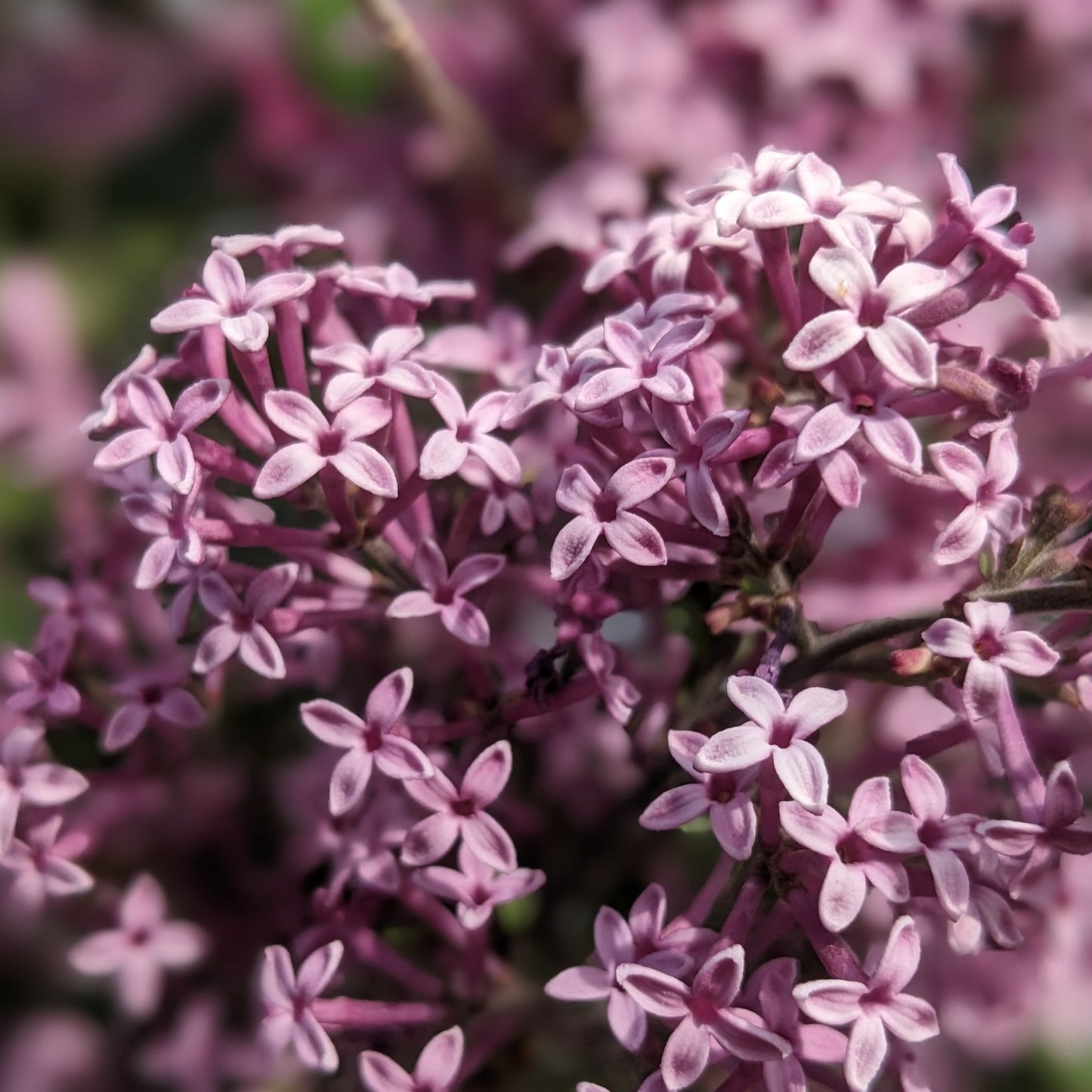 Bloomerang Dark Purple Lilac Tree