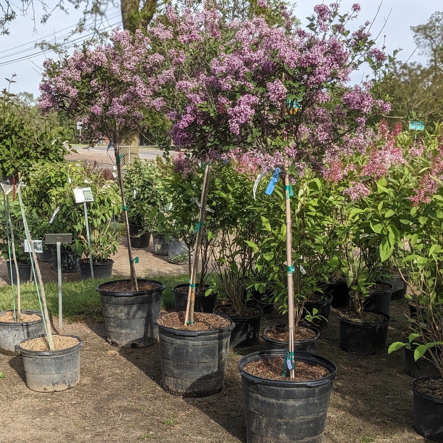 Bloomerang Dark Purple Lilac Tree