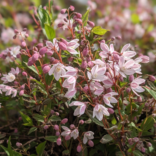 Yuki Cherry Blossom Deutzia